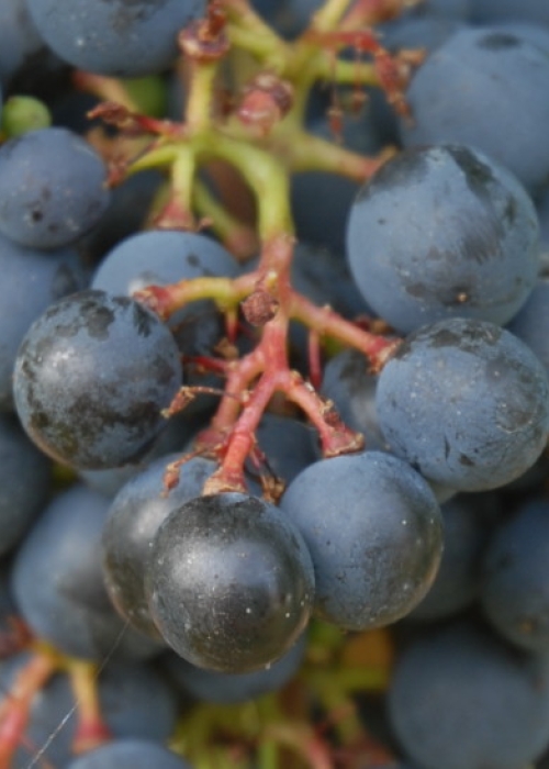Cabernet Cubin ANT 0593